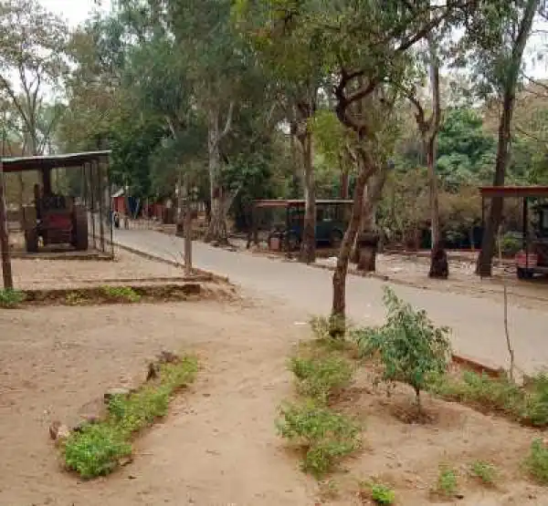 Lion That Escaped From Cage At Jos Wildlife Park Has Been Killed